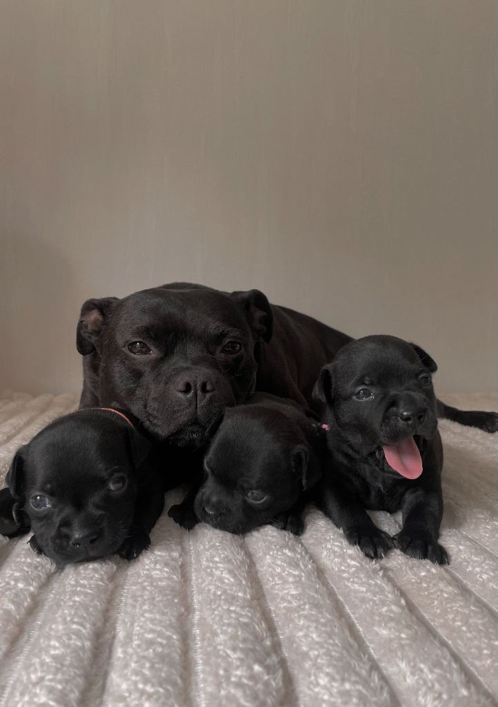 chiot Staffordshire Bull Terrier De La Vallee Albines