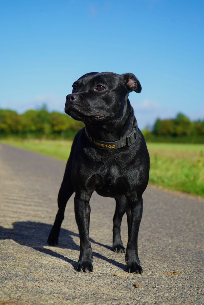 Vena De La Vallee Albines