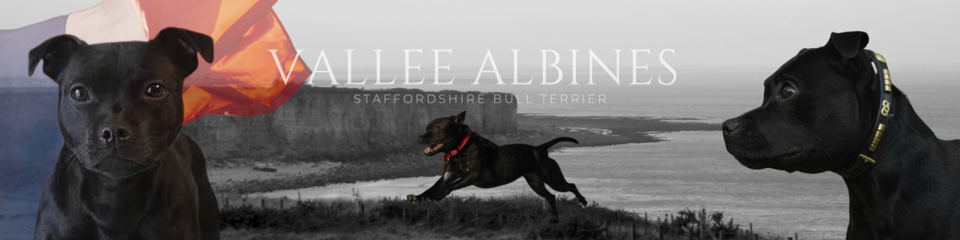 RÉSERVATION & CONTACT VIA FORMULAIRE * CHIOT A VENIR *