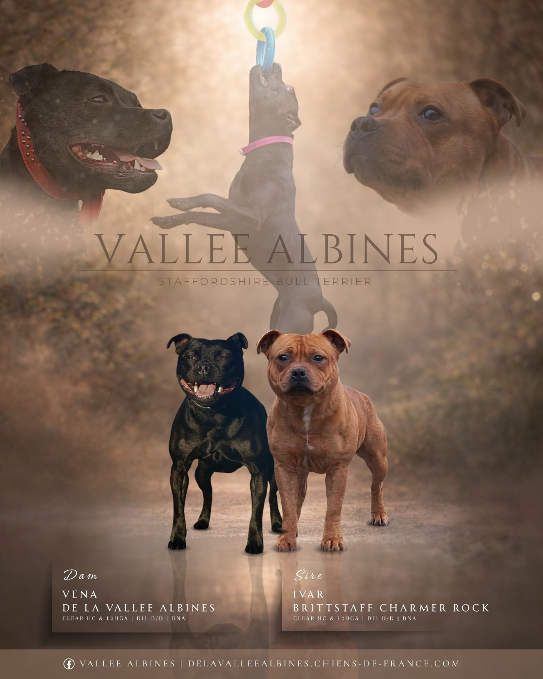 Chiot Staffordshire Bull Terrier De La Vallee Albines