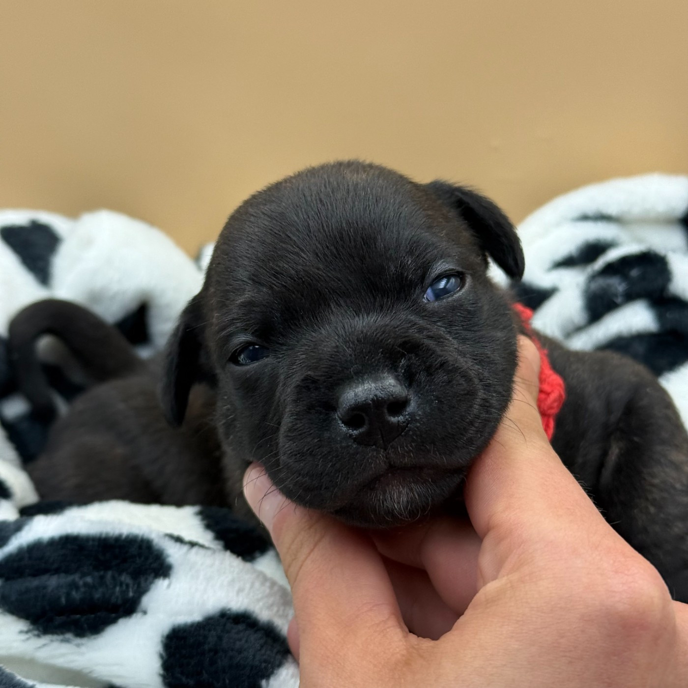 De La Vallee Albines - Chiots disponibles - Staffordshire Bull Terrier