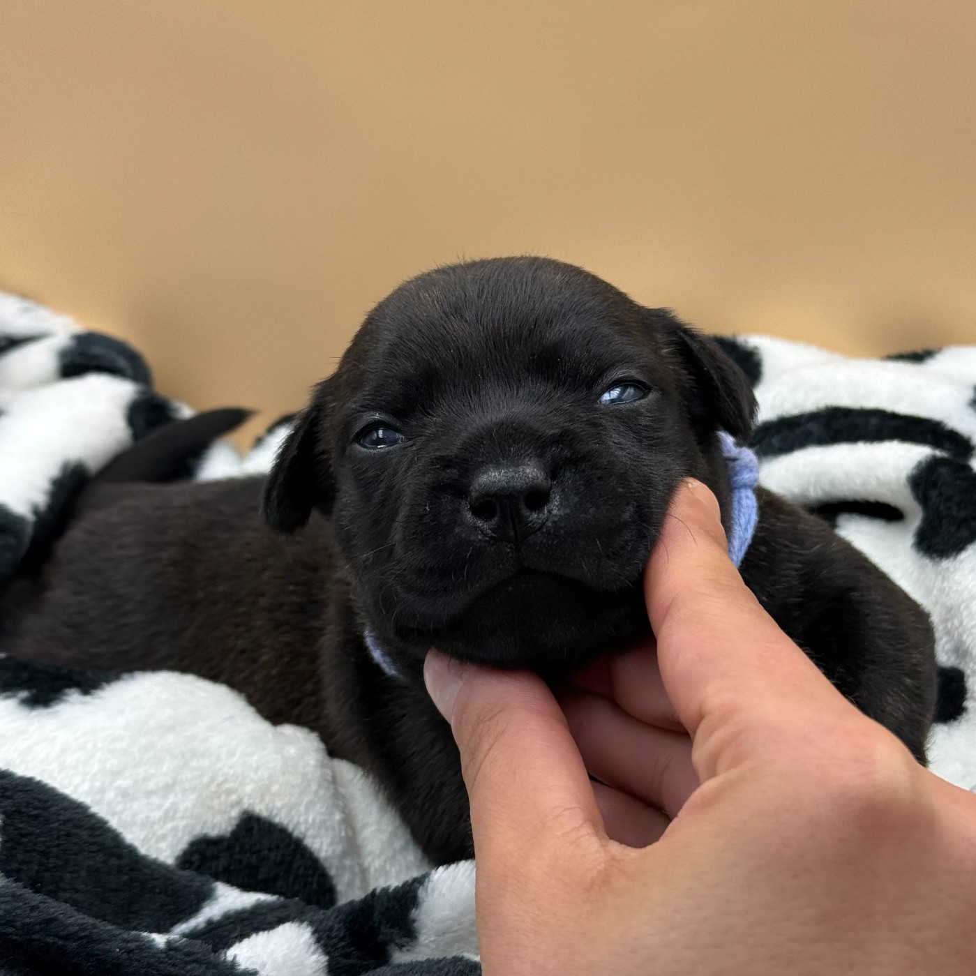 De La Vallee Albines - Chiots disponibles - Staffordshire Bull Terrier