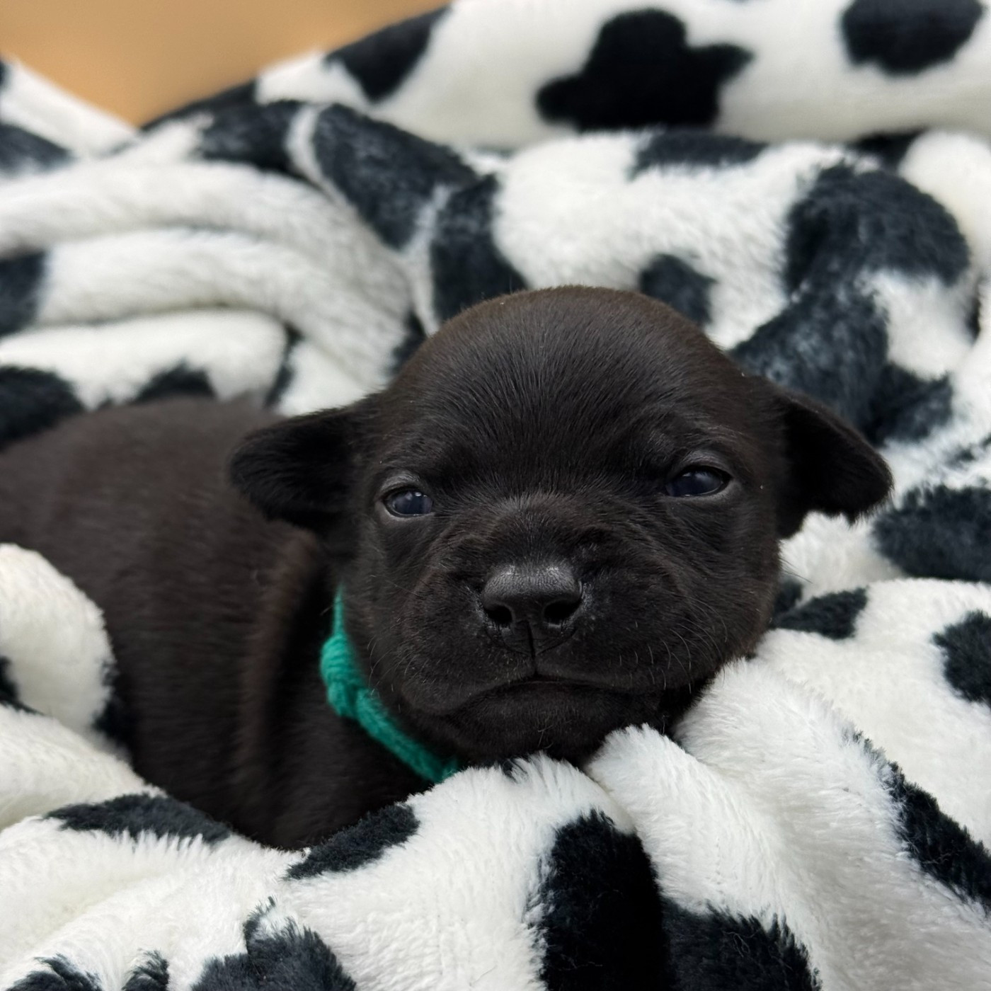 De La Vallee Albines - Chiots disponibles - Staffordshire Bull Terrier