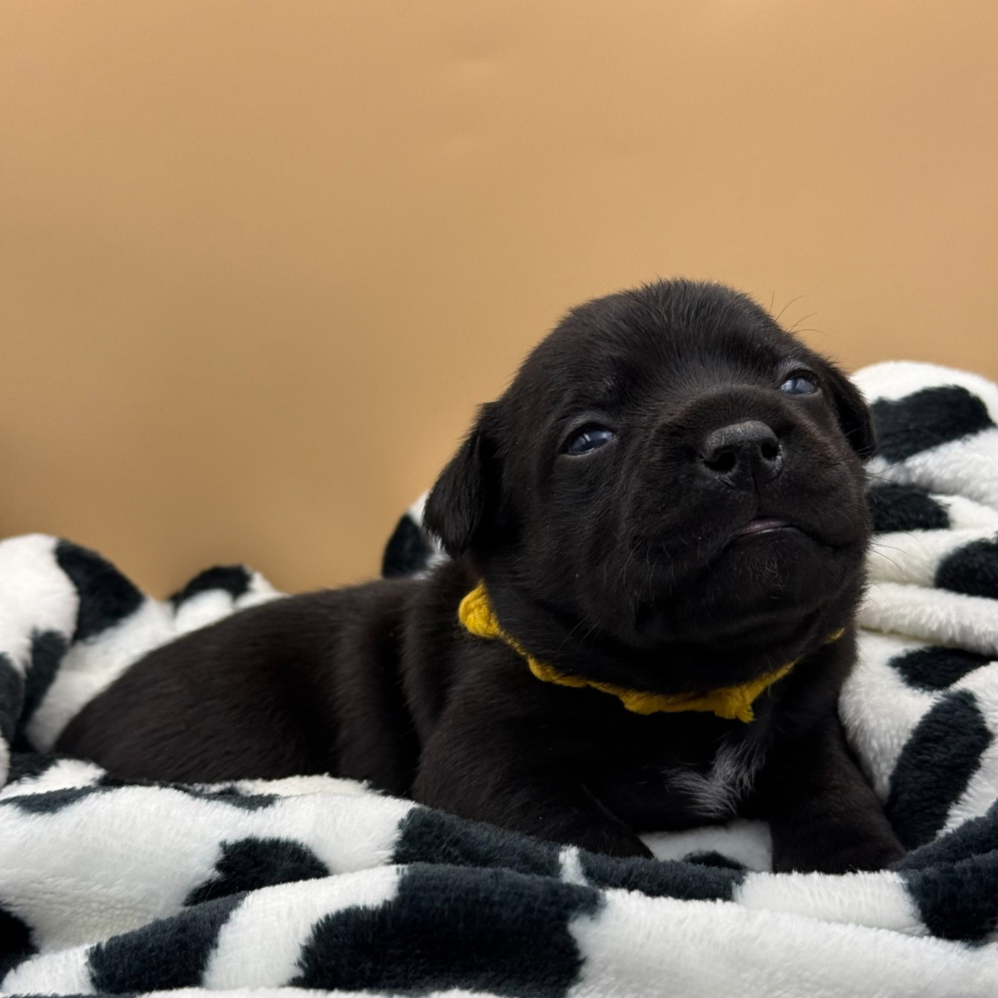 De La Vallee Albines - Chiots disponibles - Staffordshire Bull Terrier