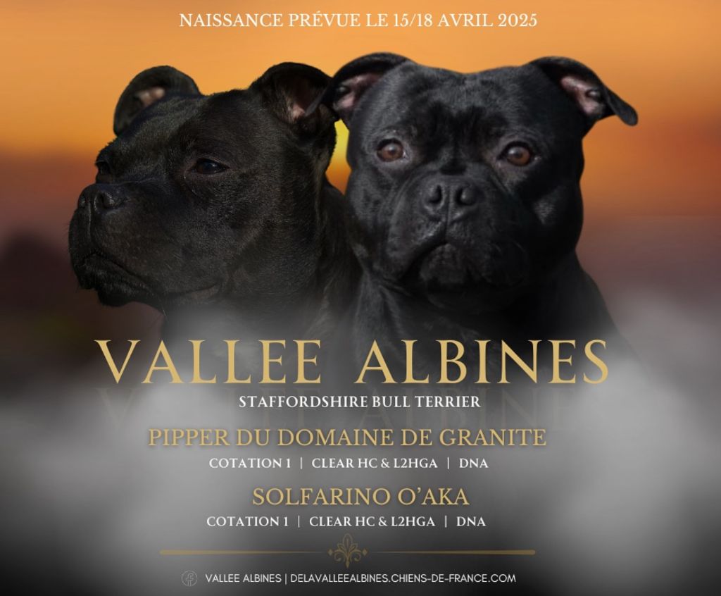 Chiot Staffordshire Bull Terrier De La Vallee Albines