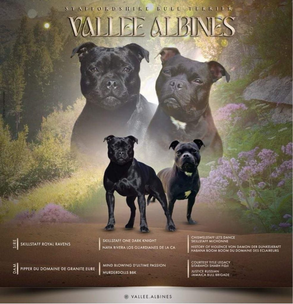 De La Vallee Albines - Staffordshire Bull Terrier - Portée née le 03/07/2024